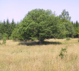 Kommer den �ppna karrakt�ren best�?