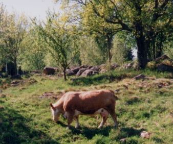 Stort F&auml; i hagen